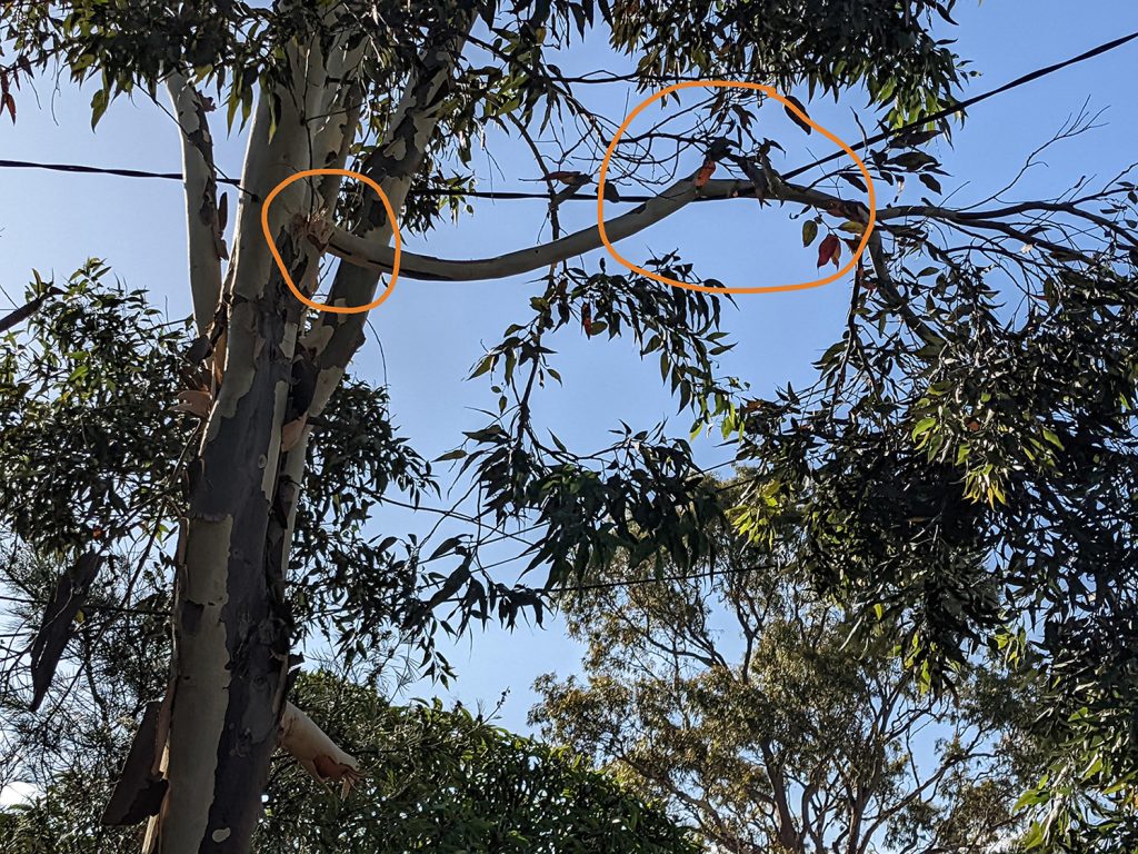 Snapped branch leaning on electricty wires, damaged by skip bin truck